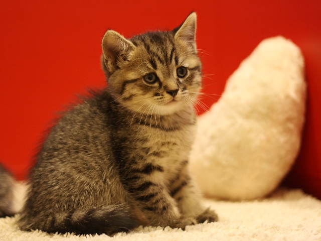 スコティッシュフォールドの子猫画像