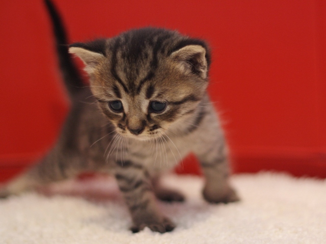 スコティッシュフォールドの子猫画像
