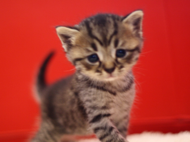 スコティッシュフォールドの子猫画像