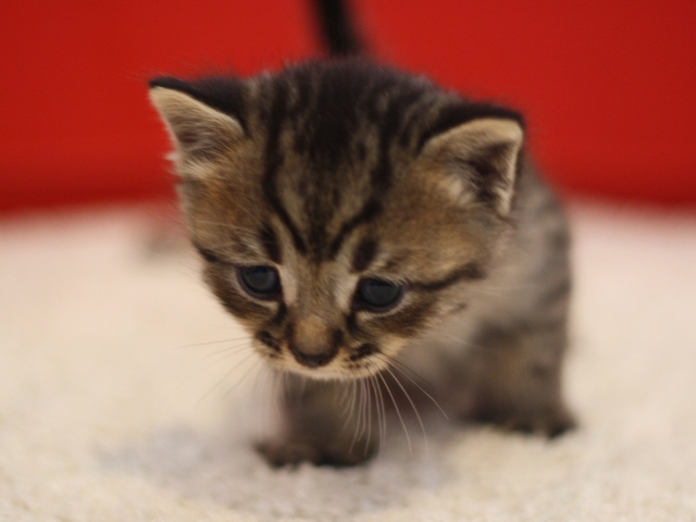 スコティッシュフォールドの子猫画像
