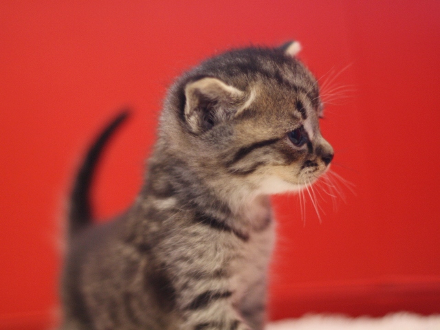 スコティッシュフォールドの子猫画像