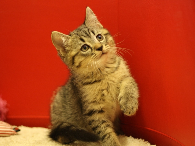 スコティッシュフォールドの子猫画像