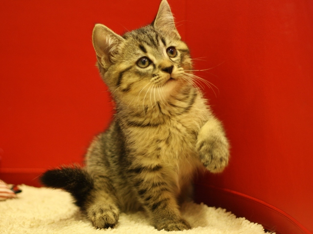 スコティッシュフォールドの子猫画像
