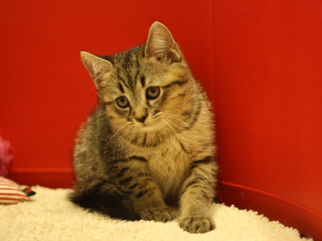 スコティッシュフォールドの子猫画像