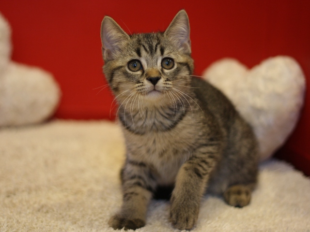 スコティッシュフォールドの子猫画像