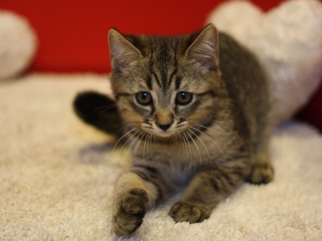 スコティッシュフォールドの子猫画像