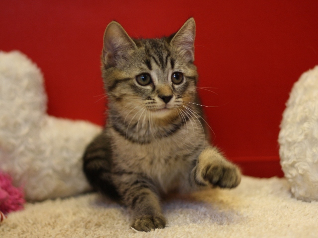 スコティッシュフォールドの子猫画像