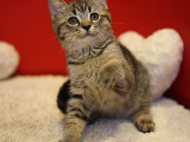 スコティッシュフォールドの子猫画像