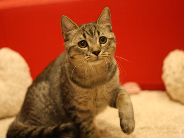 スコティッシュフォールドの子猫画像