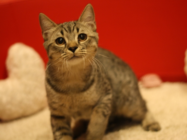 スコティッシュフォールドの子猫画像