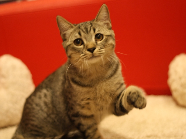 スコティッシュフォールドの子猫画像