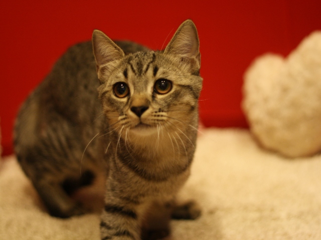 スコティッシュフォールドの子猫画像