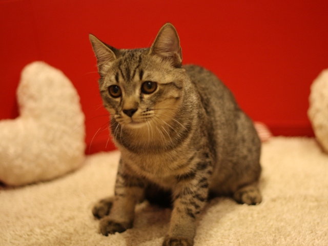 スコティッシュフォールドの子猫画像