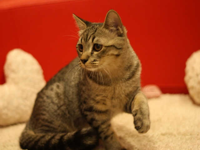 スコティッシュフォールドの子猫画像