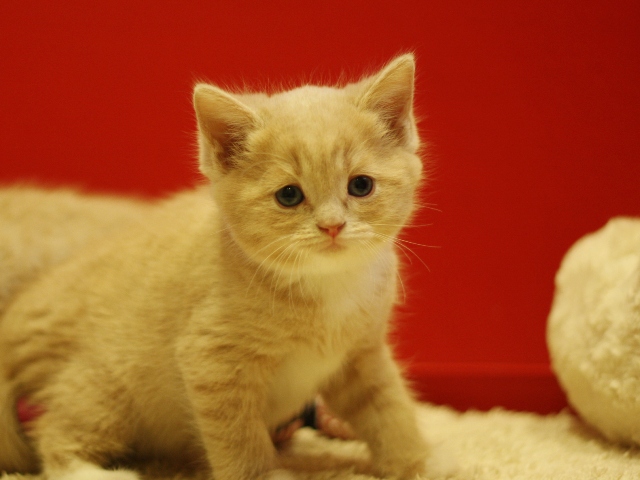 スコティッシュフォールドの子猫画像