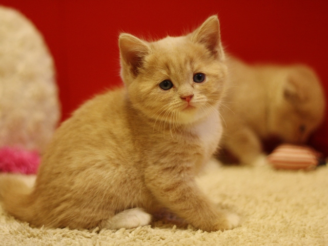 スコティッシュフォールドの子猫画像