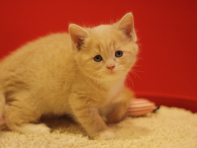 スコティッシュフォールドの子猫画像