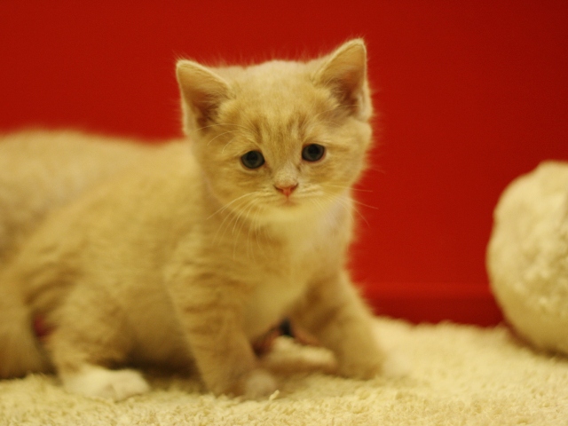 スコティッシュフォールドの子猫画像