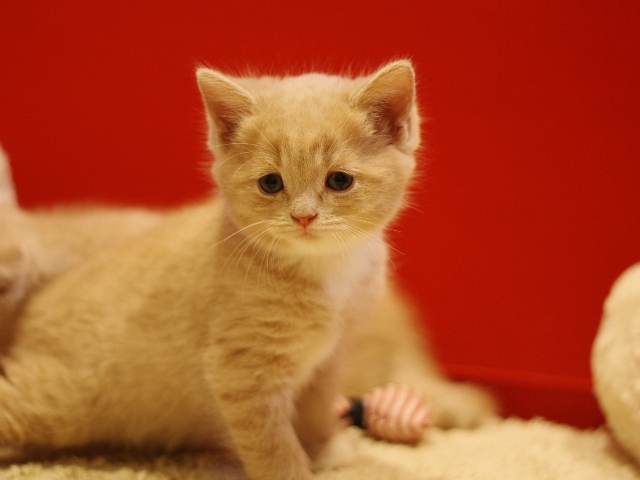 スコティッシュフォールドの子猫画像