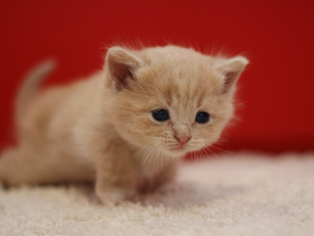 スコティッシュフォールドの子猫画像