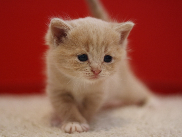 スコティッシュフォールドの子猫画像