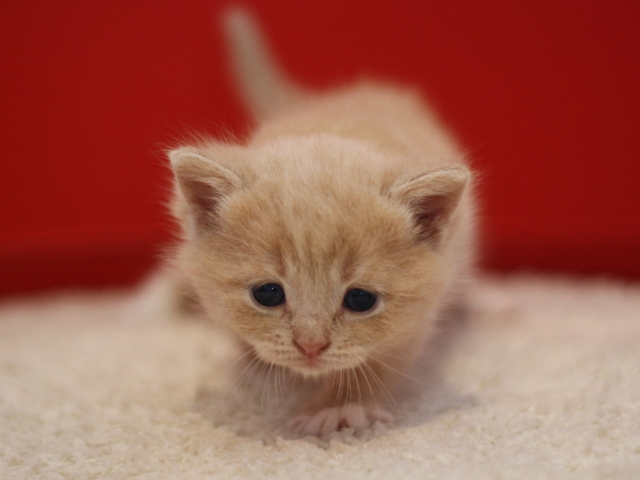 スコティッシュフォールドの子猫画像