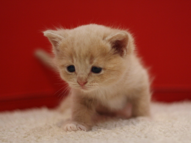 スコティッシュフォールドの子猫画像