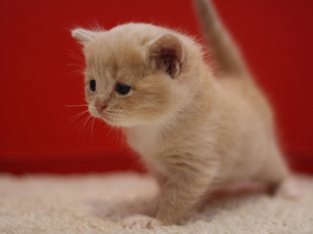 スコティッシュフォールドの子猫画像