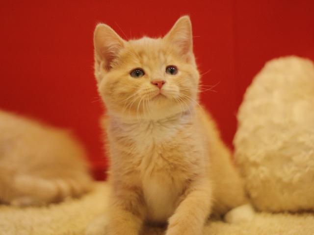 スコティッシュフォールドの子猫画像