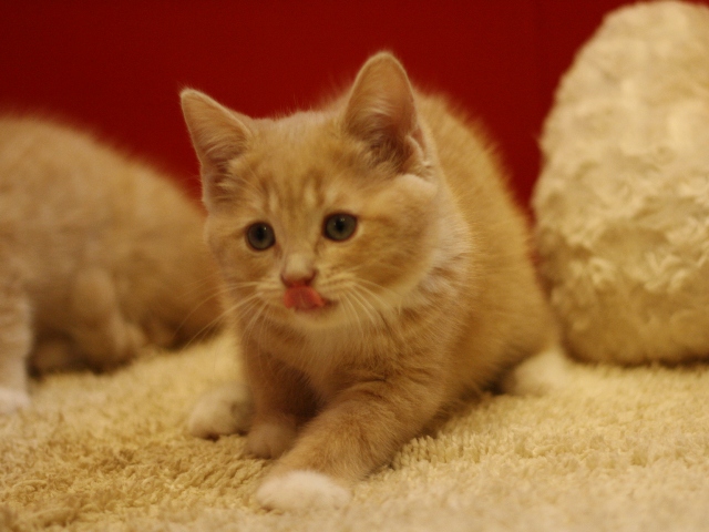 スコティッシュフォールドの子猫画像