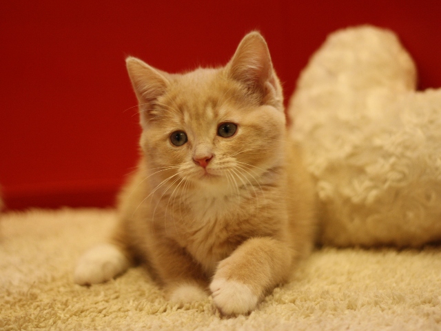 スコティッシュフォールドの子猫画像