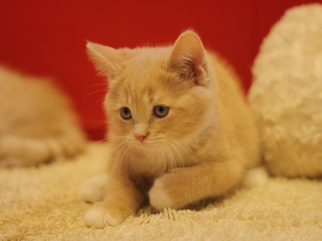 スコティッシュフォールドの子猫画像