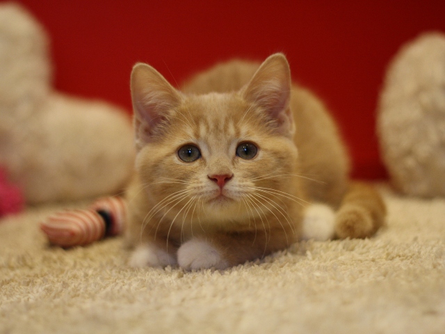スコティッシュフォールドの子猫画像