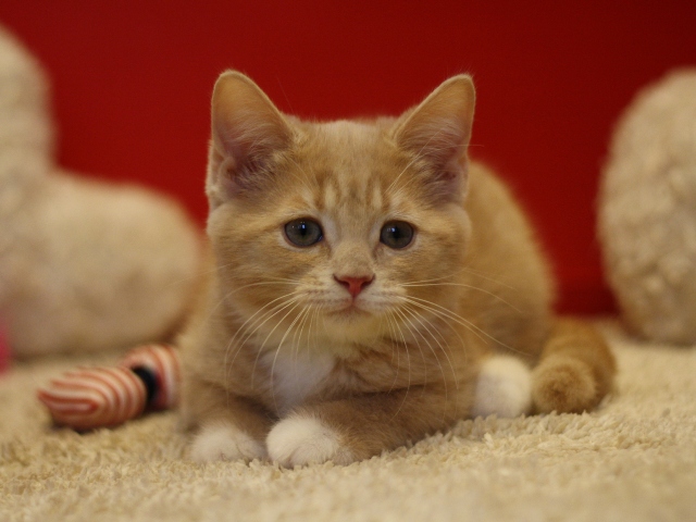 スコティッシュフォールドの子猫画像