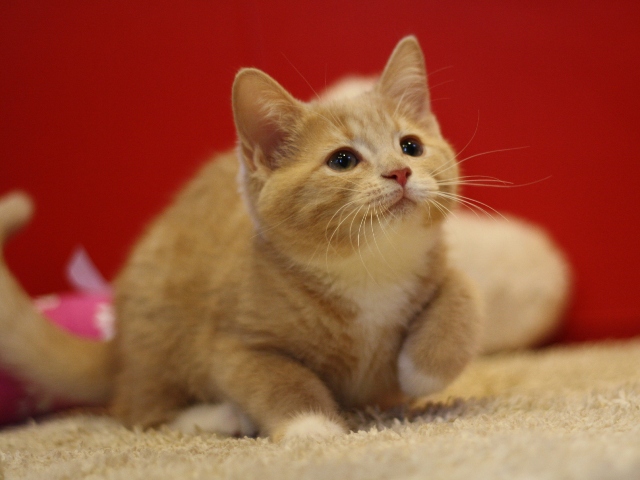 スコティッシュフォールドの子猫画像