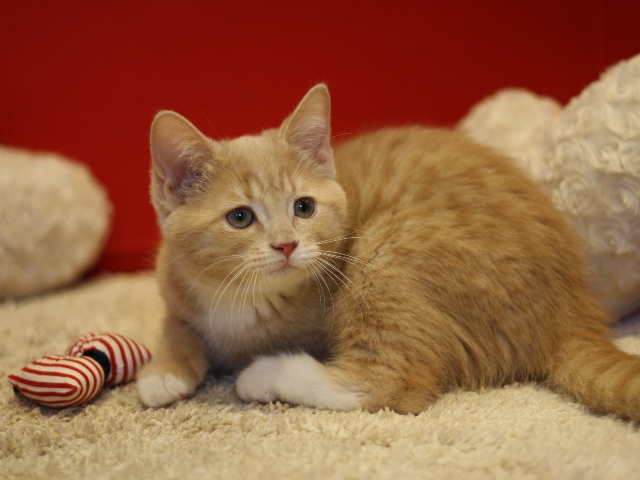 スコティッシュフォールドの子猫画像