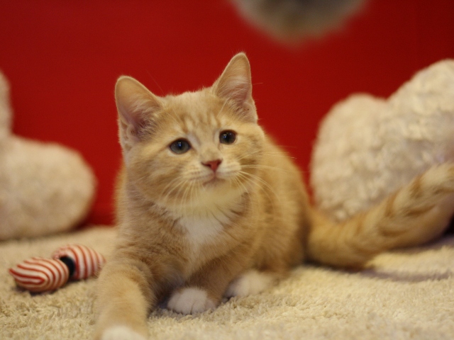 スコティッシュフォールドの子猫画像