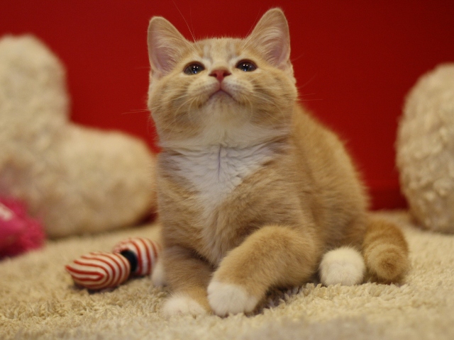 スコティッシュフォールドの子猫画像