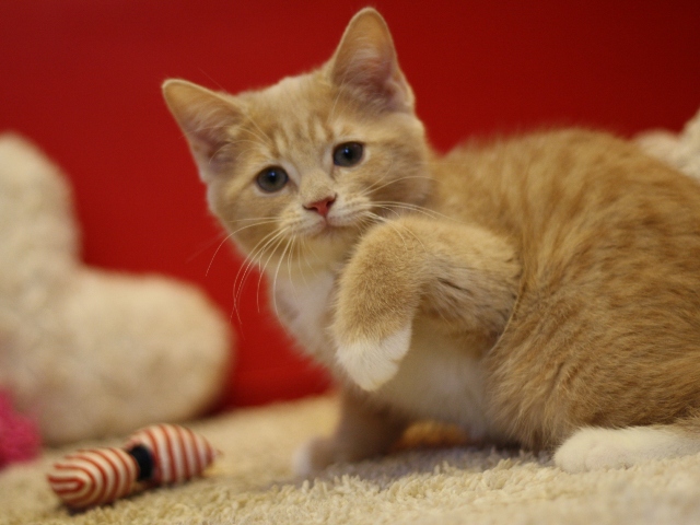 スコティッシュフォールドの子猫画像