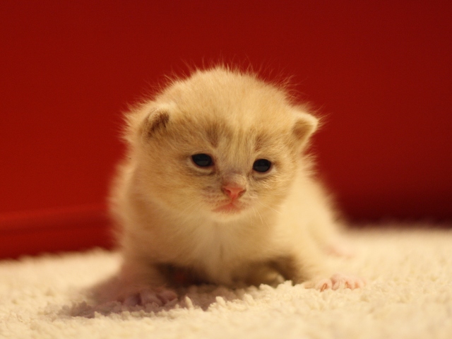 スコティッシュフォールドの子猫画像