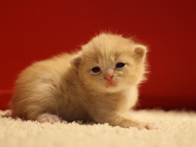 スコティッシュフォールドの子猫画像