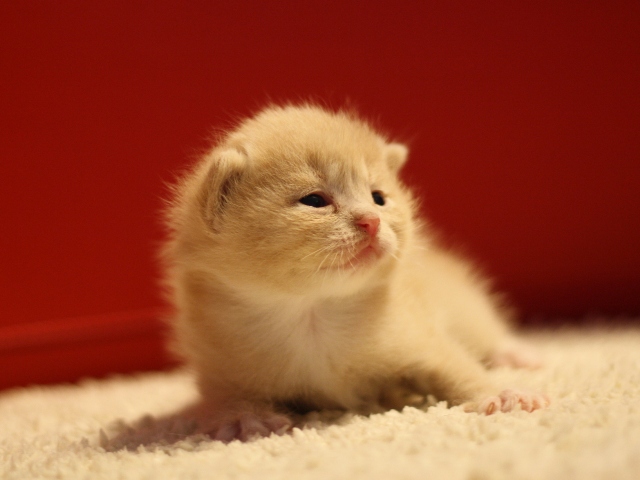 スコティッシュフォールドの子猫画像