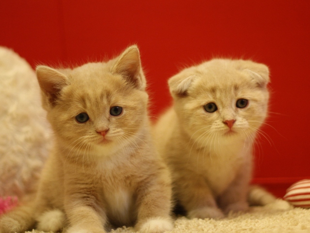 スコティッシュフォールドの子猫画像