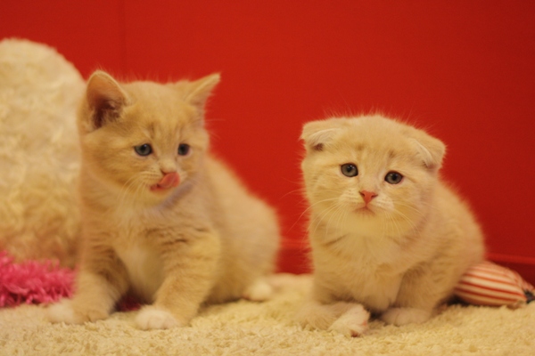 スコティッシュフォールドの子猫画像