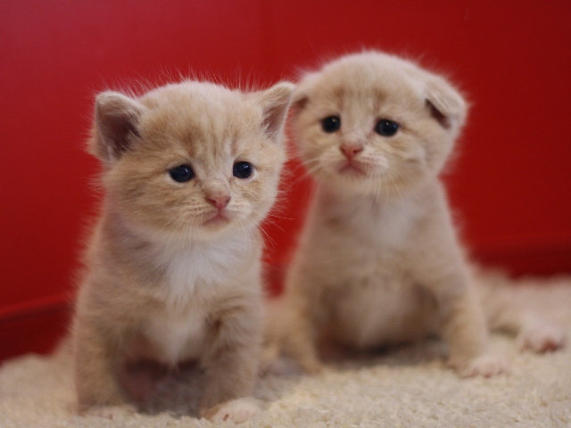 スコティッシュフォールドの子猫画像