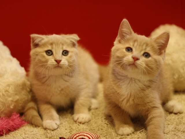 スコティッシュフォールドの子猫画像