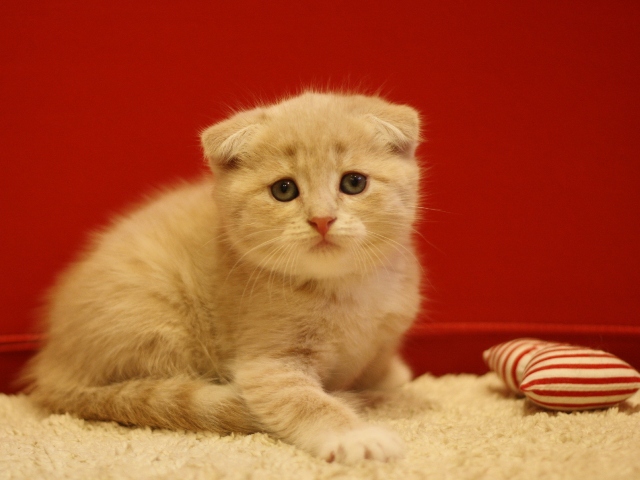 スコティッシュフォールドの子猫画像