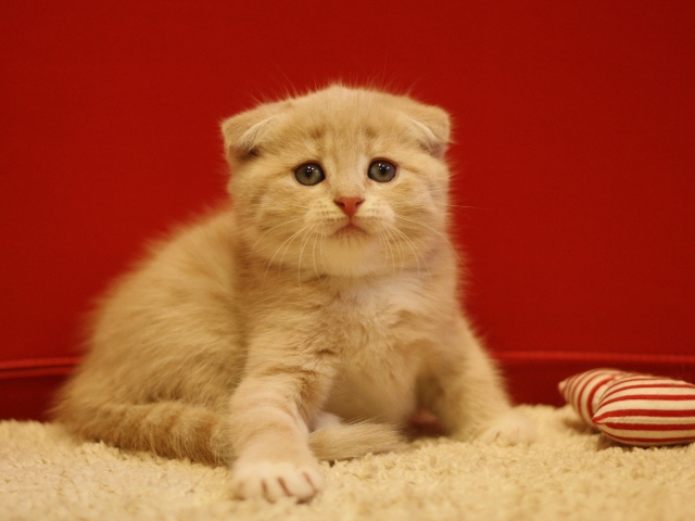スコティッシュフォールドの子猫画像