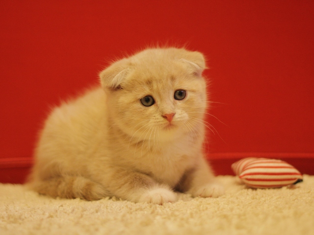 スコティッシュフォールドの子猫画像