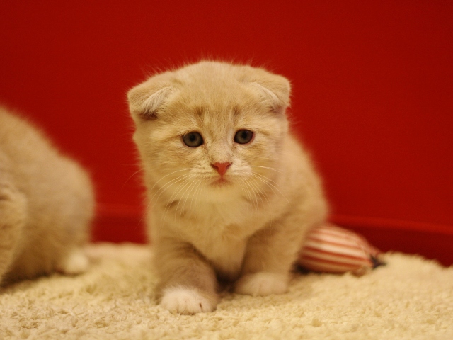 スコティッシュフォールドの子猫画像